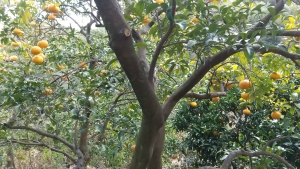 オーガニック　柑橘　栽培