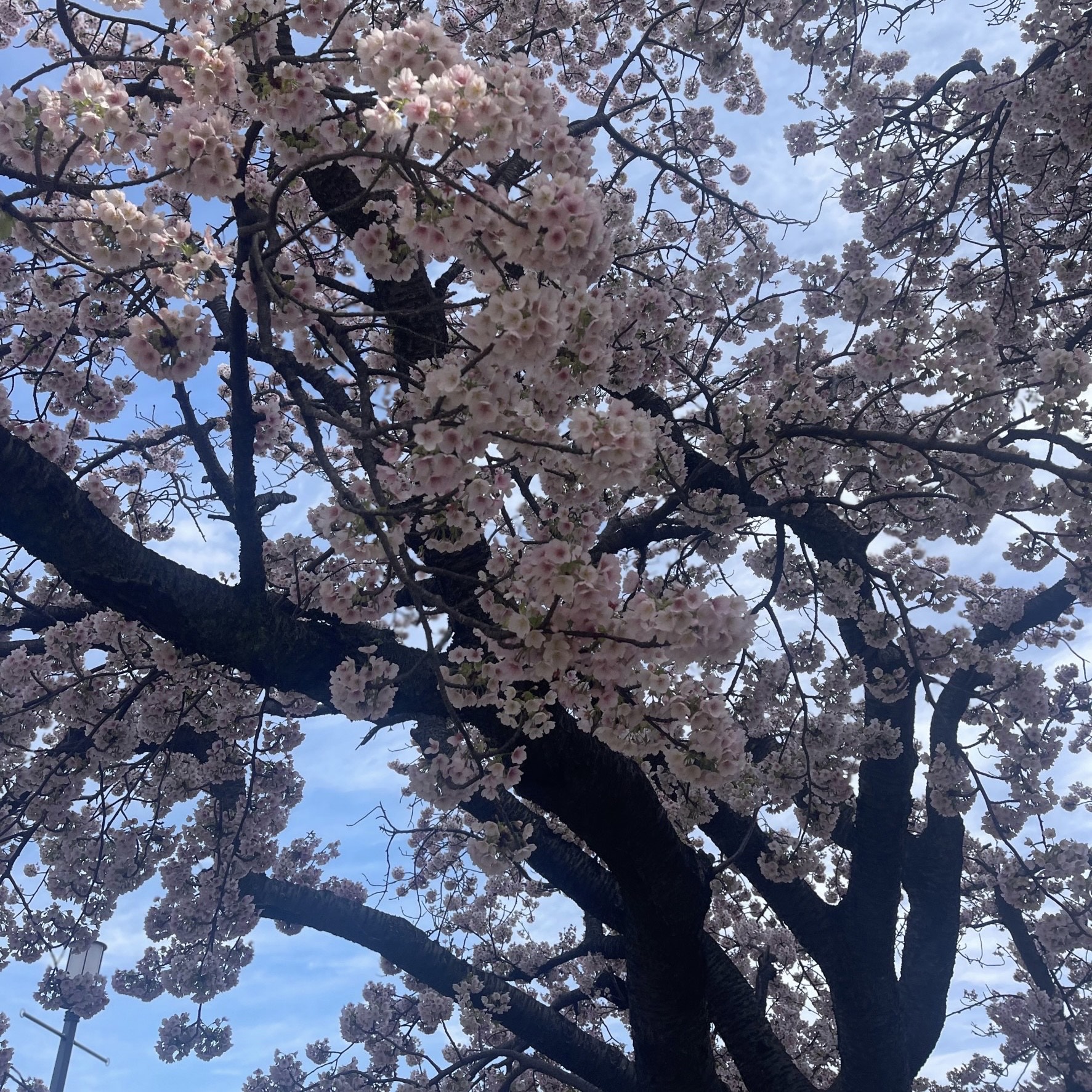 あたみ桜　撮影