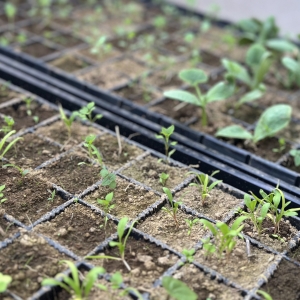 固定種　オーガニック　有機種