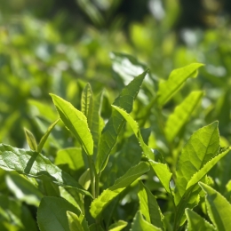 オーガニック　新茶