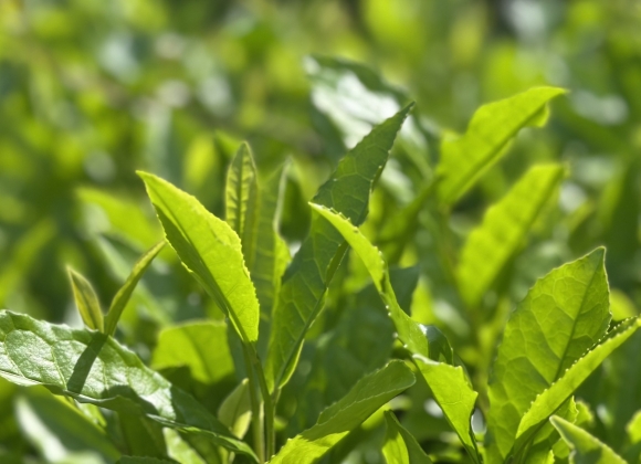 オーガニック　新茶