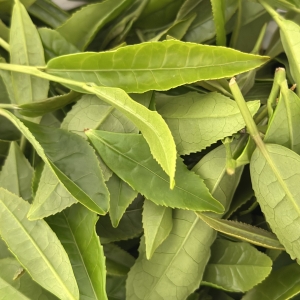 オーガニック　新茶　萌黄色