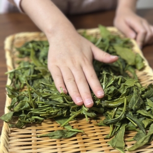 オーガニック　新茶　手もみ