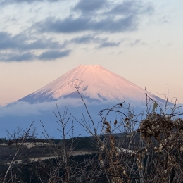 オーガニックボックス　元旦の富士山