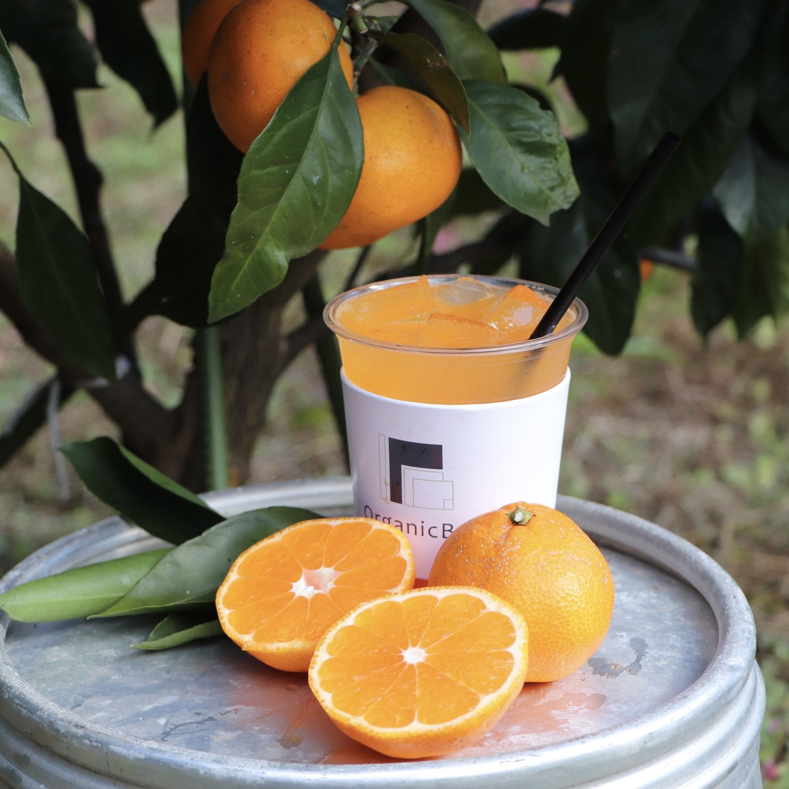オーガニック　ポンカン　生搾り