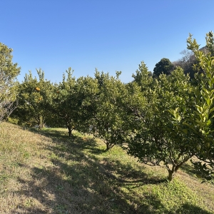 オーガニックポンカン　不作
