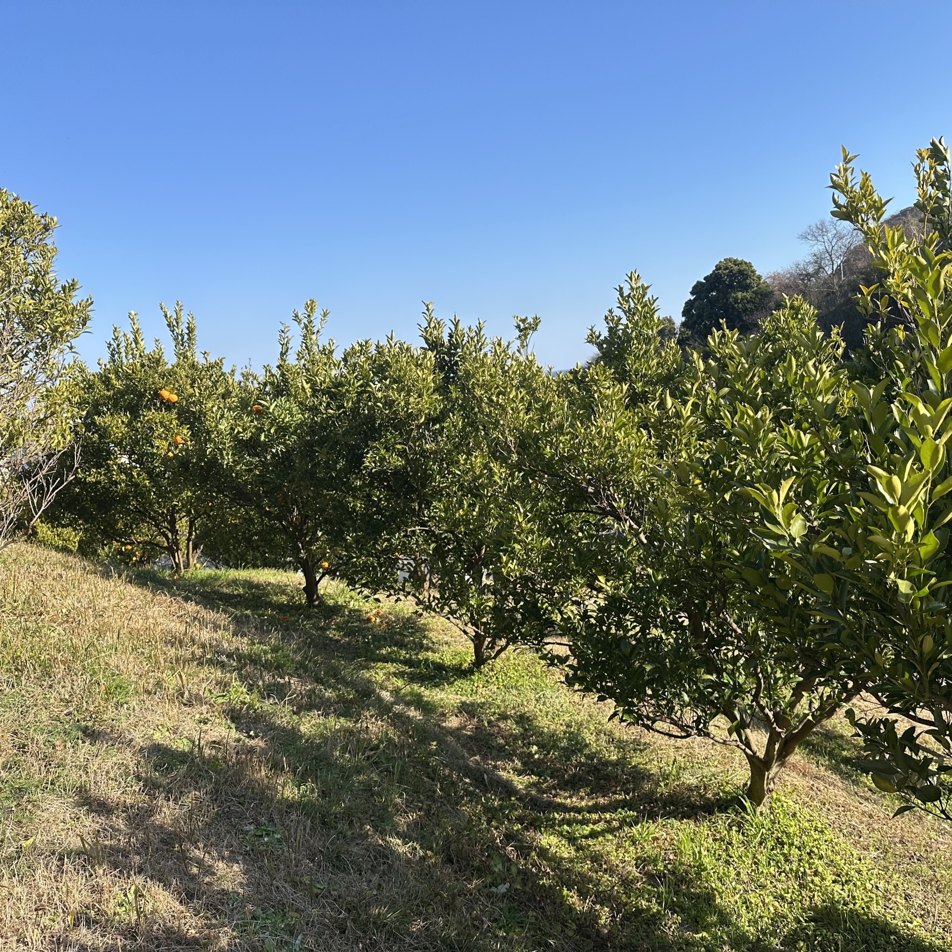 オーガニックポンカン　不作