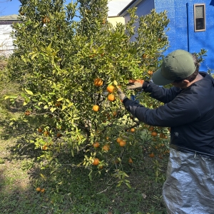 有機　ポンカン　収穫