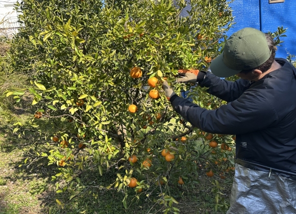 有機　ポンカン　収穫