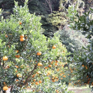 オーガニック　ポンカン